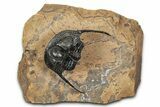 Huge, Onnia Trilobite Fossil - Top Quality Specimen #344467-3